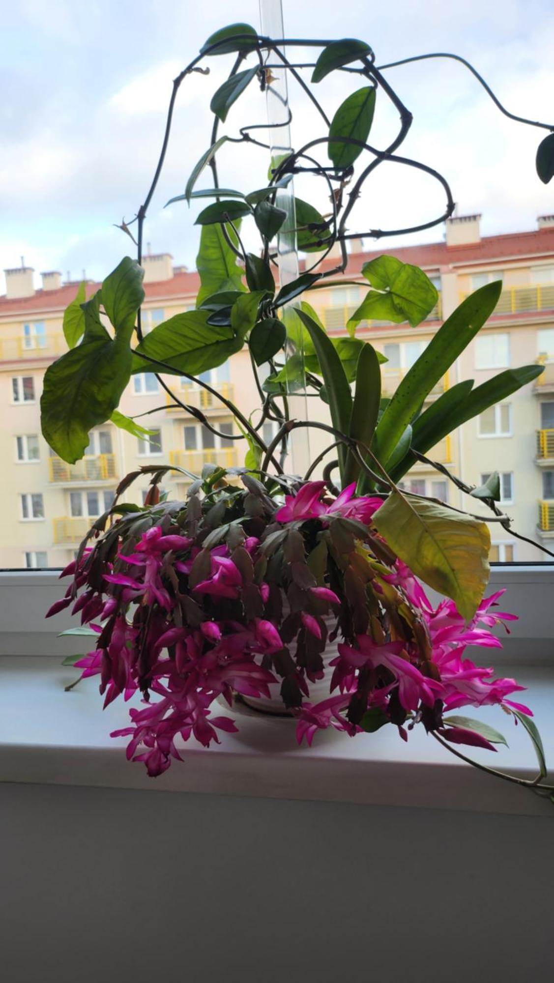 Apartamento Wspomnienie Mlodosci Cracovia Exterior foto
